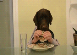 cane mangia