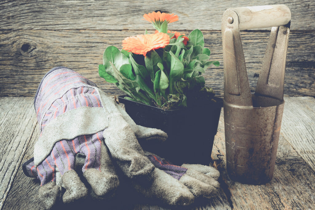 Hobby e giardinaggio