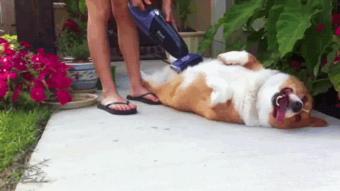 Cane e aspirapolvere