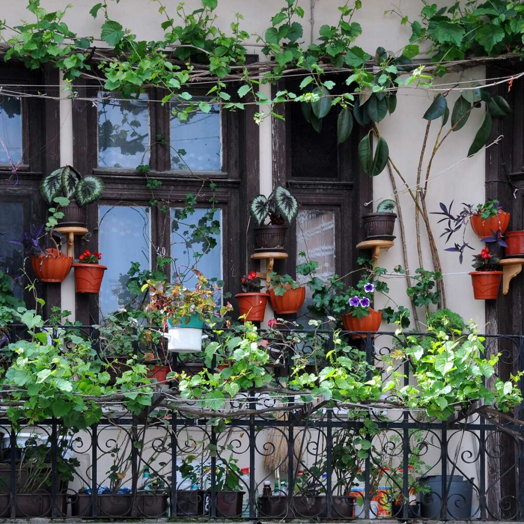 untamed balcony